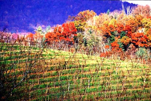 Late fall in the vineyard