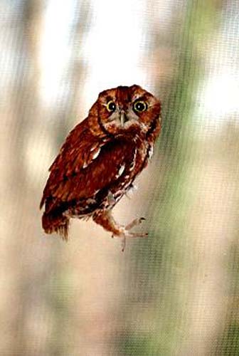 Screech Owl
