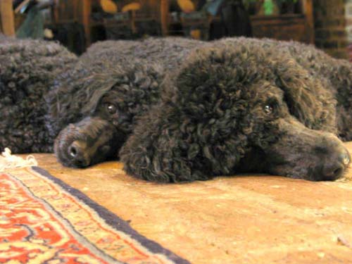 Poodles
