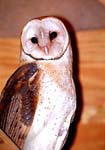 Barn Owl