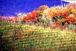 Late fall in the vineyard