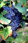 Merlot
