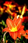 Orange Day Lilly