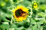 Sunflower Butterfly Bee