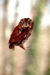 Screech Owl
