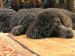 Poodles