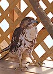 Hawk
