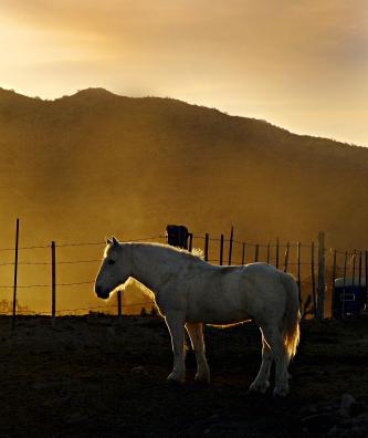 CRW_3797_11x14_240.JPG - A white horse, shot at dawn.