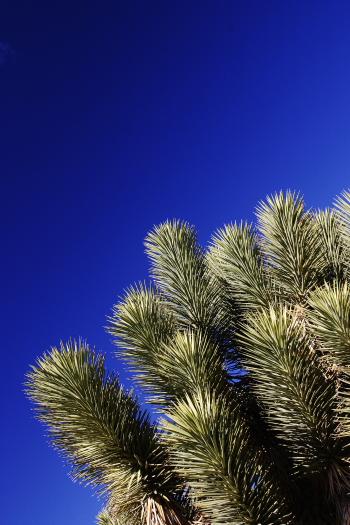 IMG_4798.JPG - This is a Joshua tree.