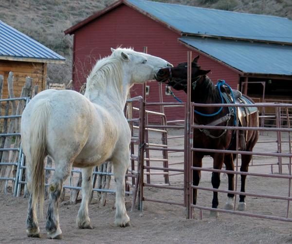master_1896.jpg - Janet's photo, "Just horsing around."
